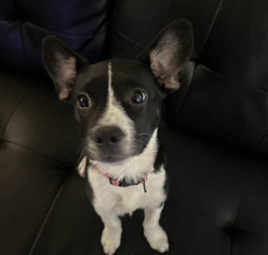 Photo of Jovie