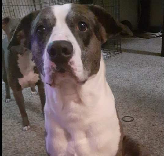 Photo of Lucky