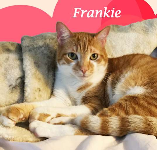 Photo of Friendly FRANKIE