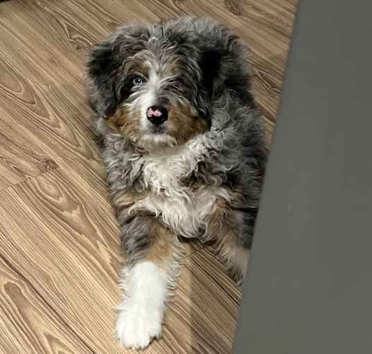 Photo of Ace