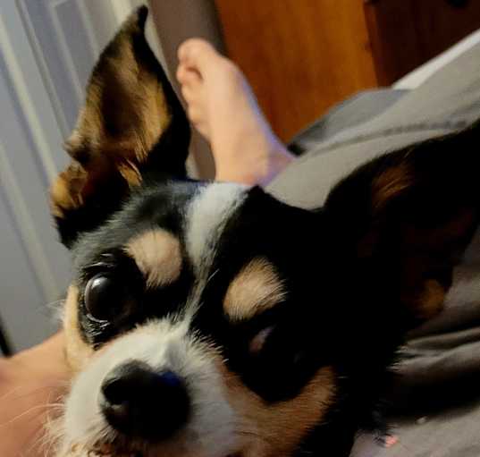 Photo of Bo