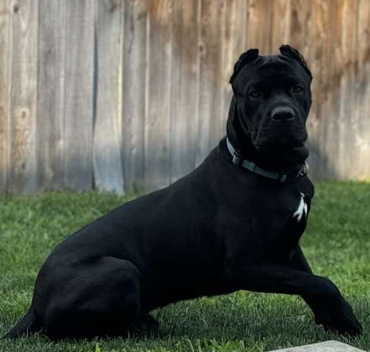 Photo of Koa