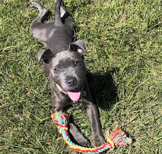 Photo of Nova