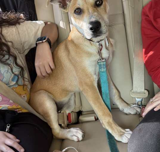 Photo of Sadie