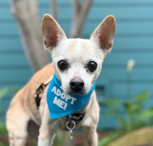 Photo of Squeegee