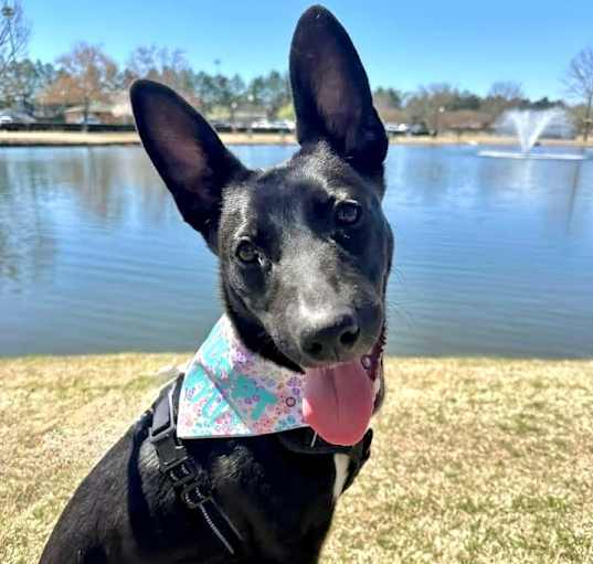 Photo of Shelby