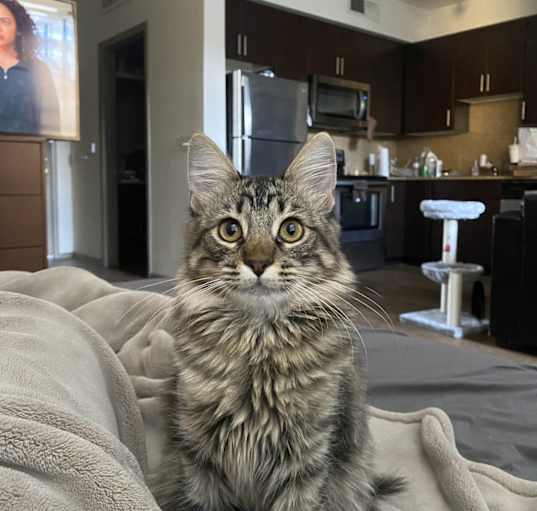 Photo of Sage