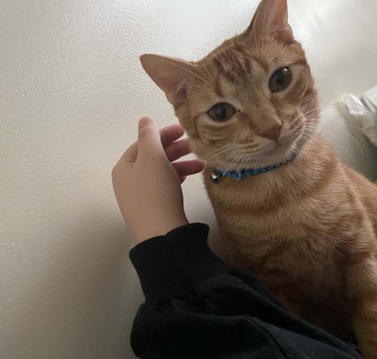 Photo of Oliver