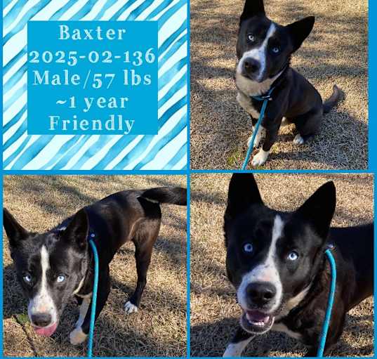 Photo of 2025-02-136 *Baxter*