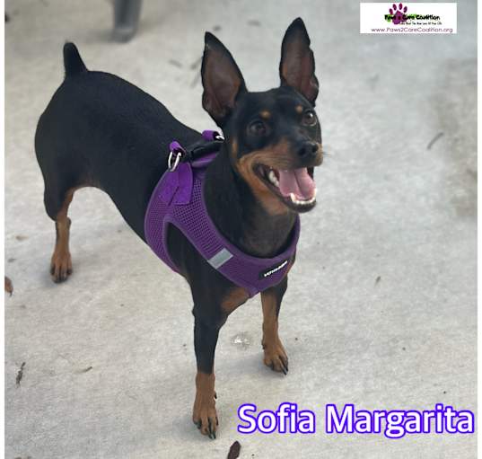 Photo of Sophia Margarita