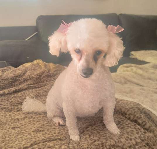 Photo of lucy