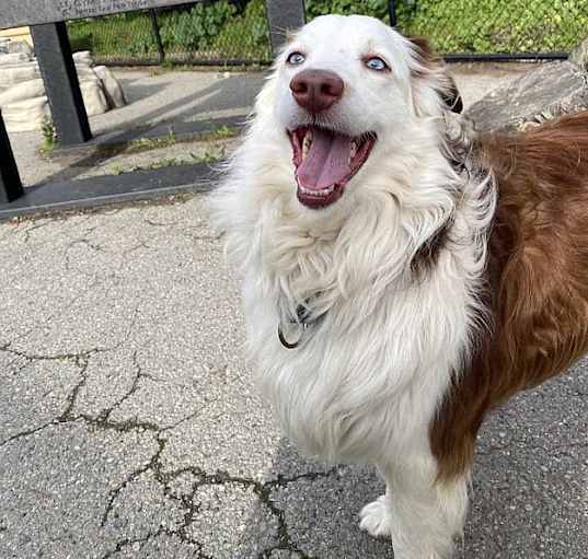 Photo of Aussie
