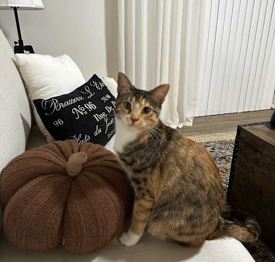 Photo of Penny