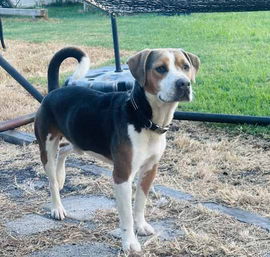 Photo of Ranger
