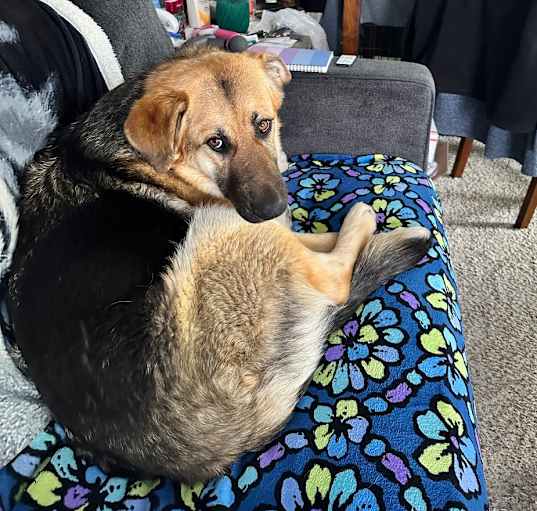 Photo of Dolly