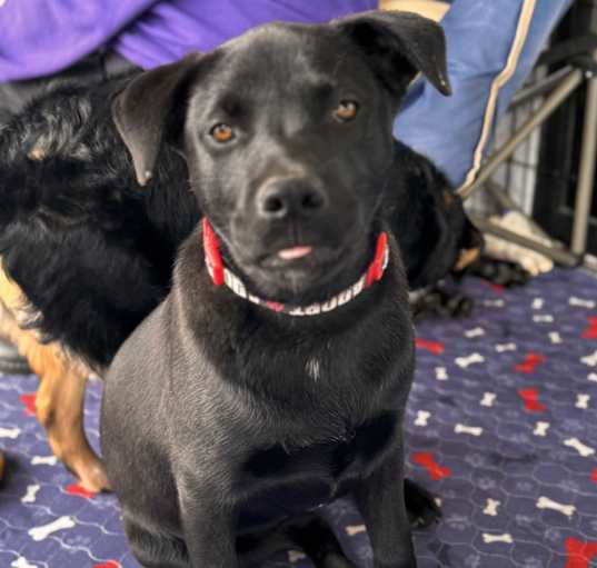 Photo of Bear