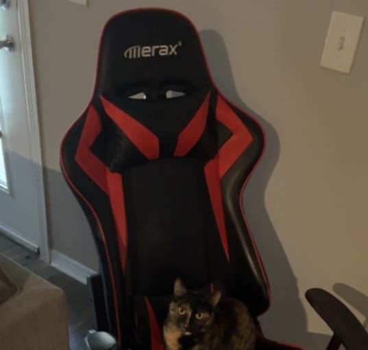 Photo of Nova
