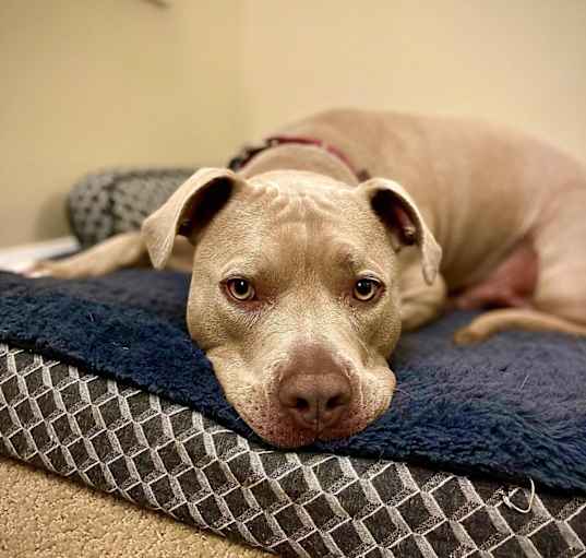Photo of Riddick