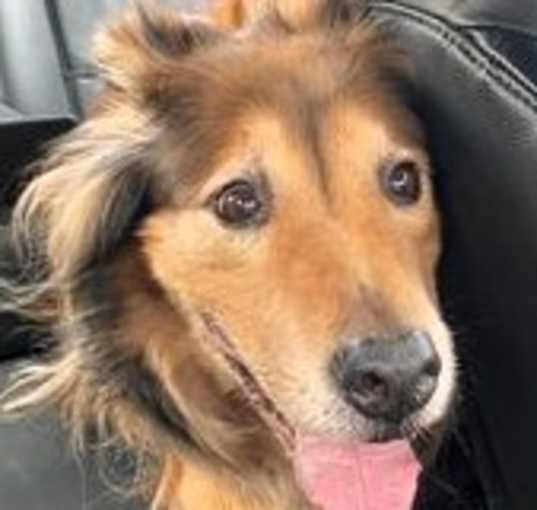 Photo of Cooper