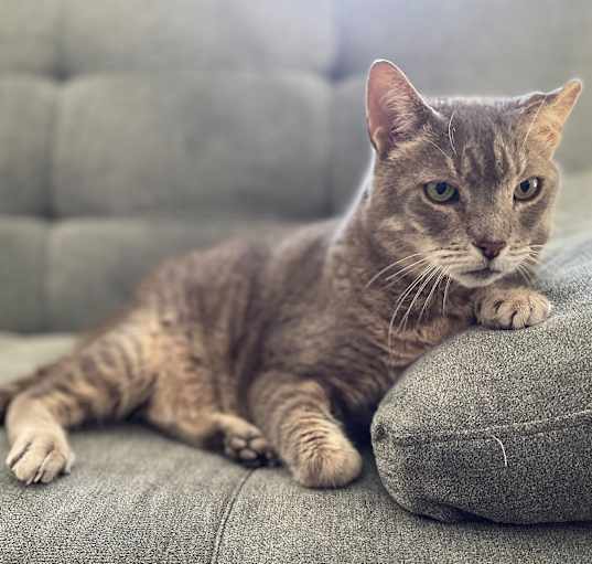 Photo of Willow