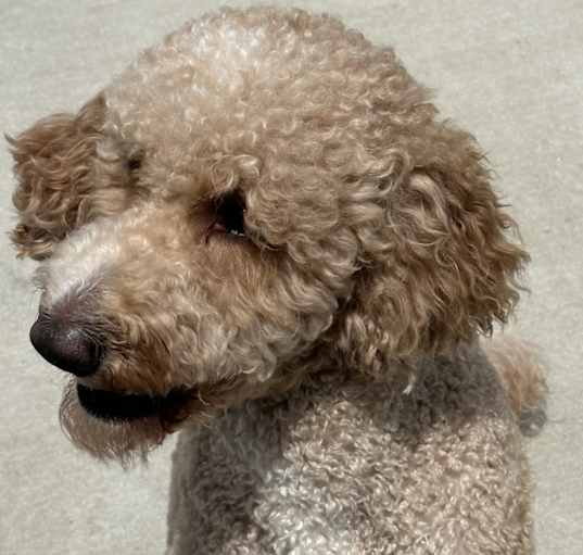 Photo of Teddy