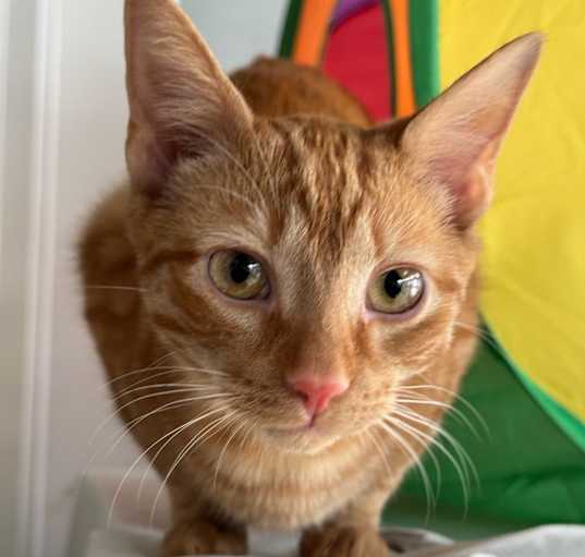 Photo of Apricot