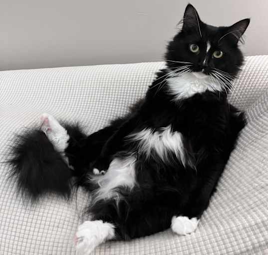 Photo of Whiskey