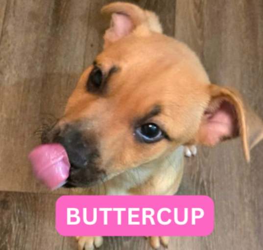 Photo of Buttercup