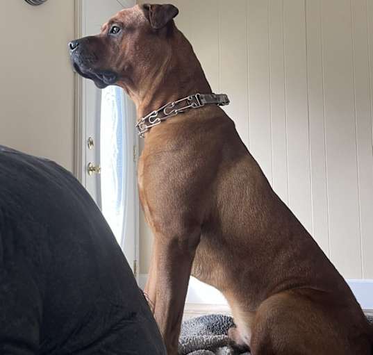 Photo of Koda