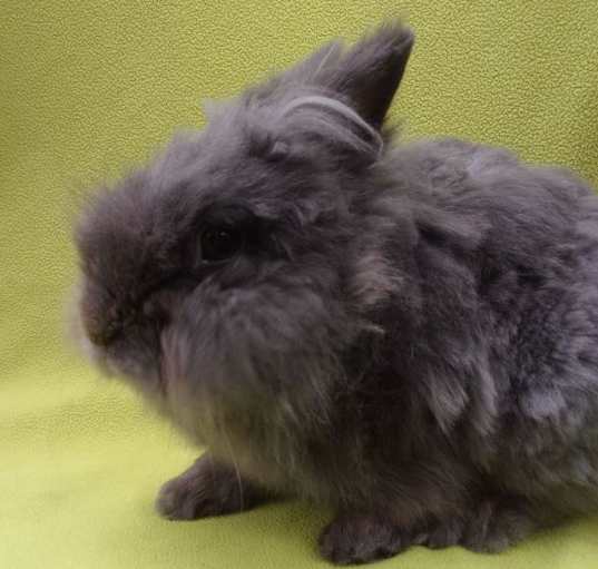 Photo of CHESTER