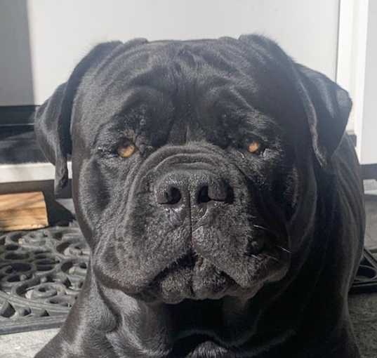 Photo of Panther