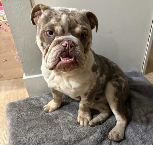 Photo of Bluey