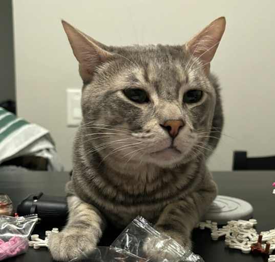 Photo of Duckie