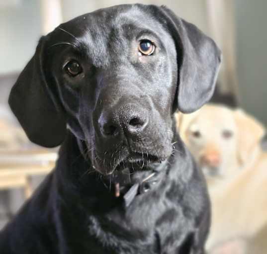 Photo of Ozzie
