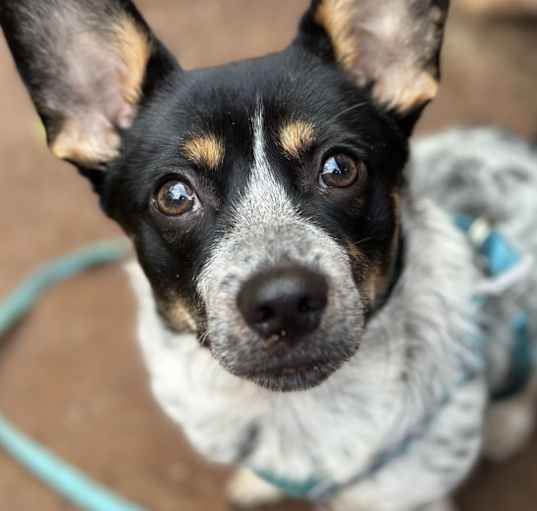 Photo of Churro