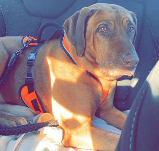 Photo of Gunner