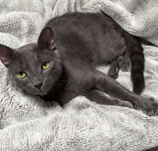 Photo of Shadow