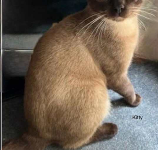 Photo of Kitty - Center