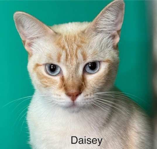 Photo of Daisey - Center