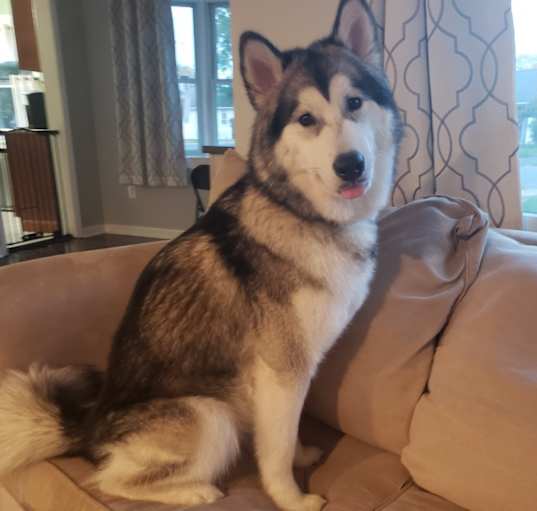 Photo of Kona