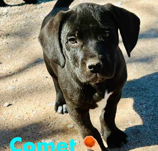 Photo of Comet