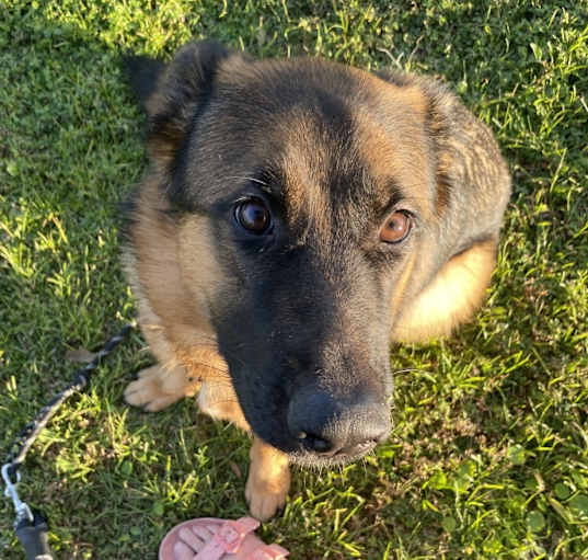 Photo of Harley