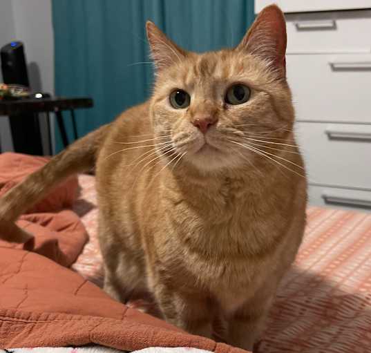 Photo of Big Kitty