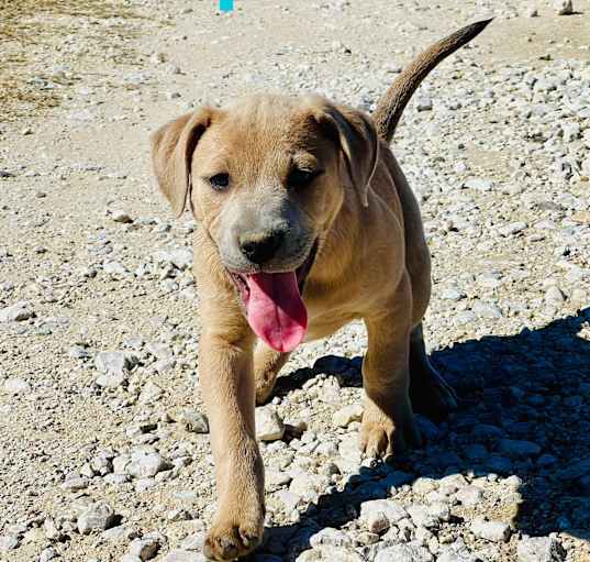 Photo of Apollo