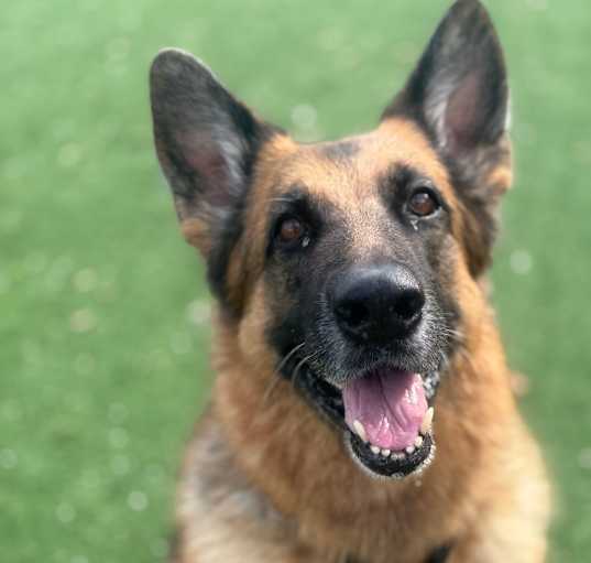 Photo of Luna