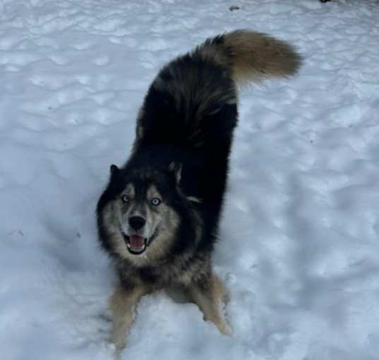 Photo of Denali