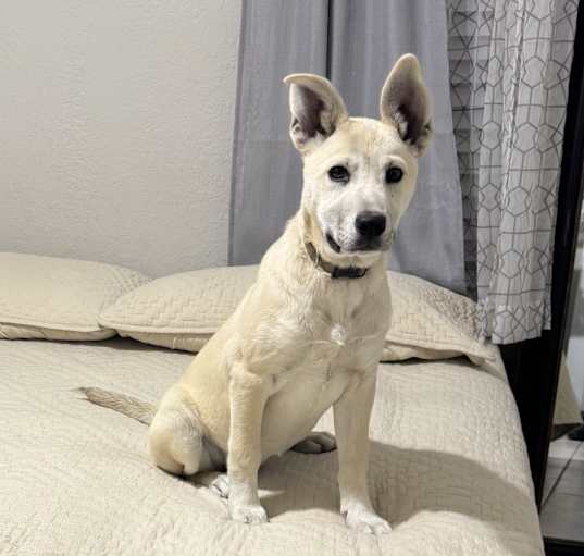 Photo of Stella