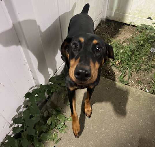 Photo of Tootsie Roll