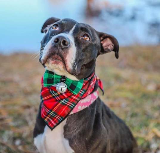 Photo of Bonnie