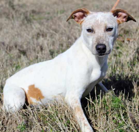 Photo of Bronco